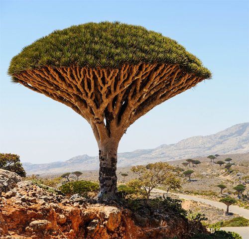 شجرة دم الأخوين