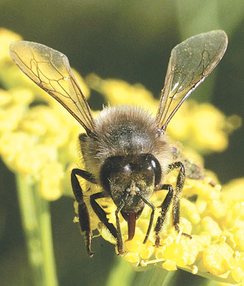 ����� ������